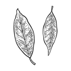 Bay leaf laurel sketch engraving raster illustration. T-shirt apparel print design. Scratch board imitation. Black and white hand drawn image.