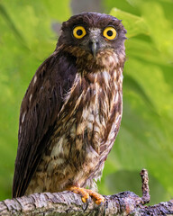Brown hawk owl and it's big yellow eyes