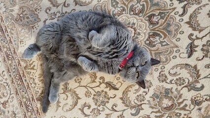 Naklejka na ściany i meble grey fluffy playful cat lying on the floor carpet