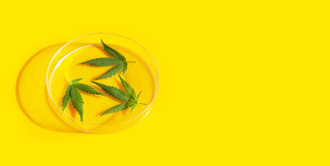 Cannabis plant, Fresh green leaves of marijuana