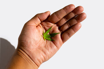 Hand with cannabis leaf on white