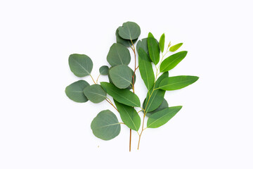 Obraz na płótnie Canvas Green leaves of eucalyptus on white