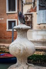Close-up of a Beautiful Pigeon in Venice, Veneto, Italy, Europe, World Heritage Site
