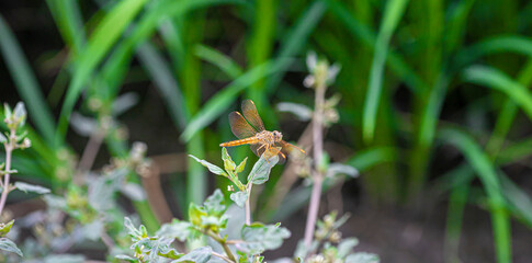 grasshopper on the grass