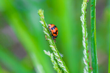 ladybug on grass