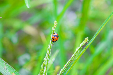ladybug on green grass