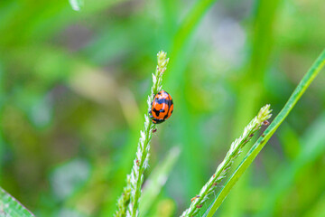 ladybug on grass