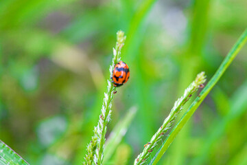 ladybug on green leaf