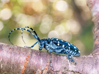 Asian long- horned beetle on a tree