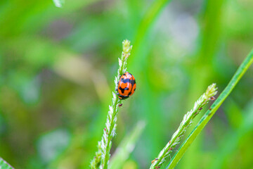 ladybird on a leaf