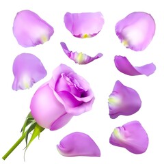 Realistic rose petals. Vector illustration with mesh gradients. EPS10.