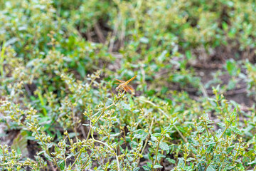 green moss on the ground