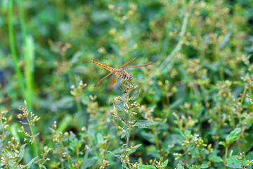 dragonfly on the grass