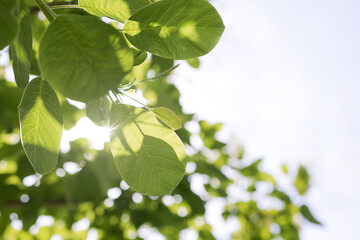 Upward glance to sun rays with radiant bokeh shines through green trees with white sky. Scattered sunlight through green leaves. Sunny summer nature background. Japanese Komorebi concept, copy space