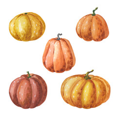 Watercolor set of pumpkin, squash. Watercolor illustration