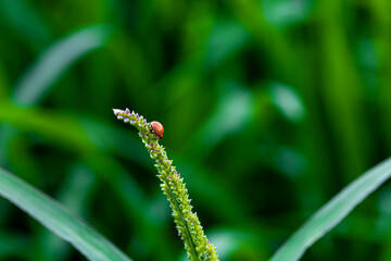 caterpillar on grass