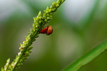 ladybird on a green leaf