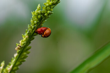 ladybird on a green leaf