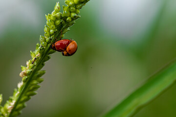 ladybird on a green leaf
