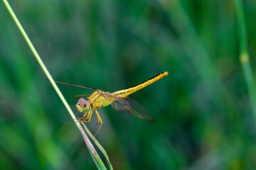 dragonfly on a leaf