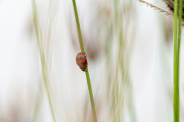 ladybug on green grass
