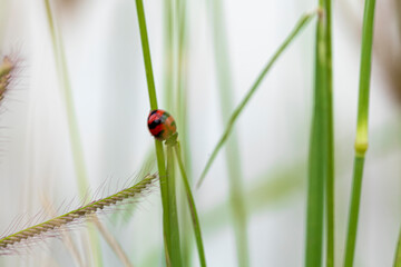 ladybug on green grass