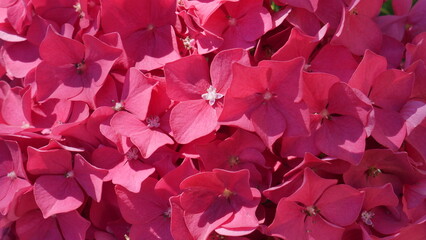 Beau fond plan de magnifiques hortensia roses, dans un grand buisson de jardin, annonce début...
