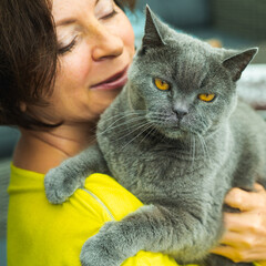 Close up Senior British shorthair gray cat with yellow eyes in the hands of his owner.