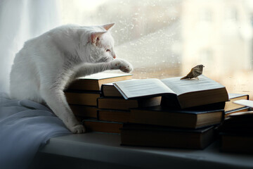 Hunting a lone albino bird © Anna