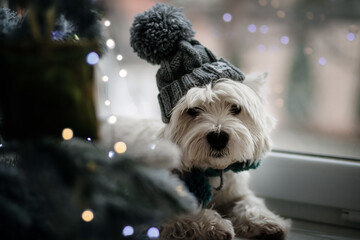 A dog that sits under the tree and waits for the new year © Anna