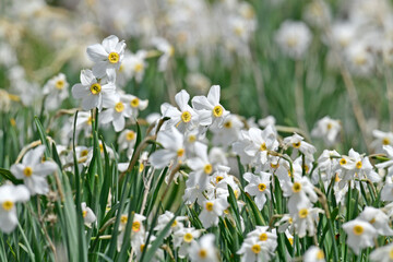 Poet's daffodil, poet's narcissus // Weiße Narzisse (Narcissus poeticus) - Mt. Lakmos/Peristeri,...
