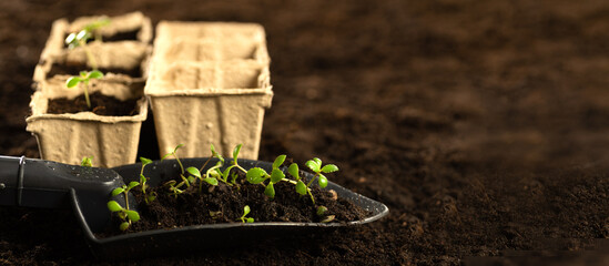 Seeds, gardener prepares the seedlings.Gardener sows seeds are watered and cares sown into pots of peat