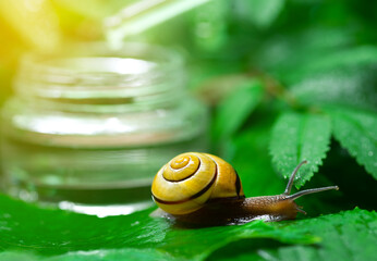 Snail near a glass jar with face serum with snail mucin on a background of green leaves. The use of snail mucus in cosmetology. Skin care and beauty concept © Natallia