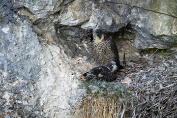 Two peregrine falcon, falco peregrinus, resting in nest in mountains in summer. Bird mother with...