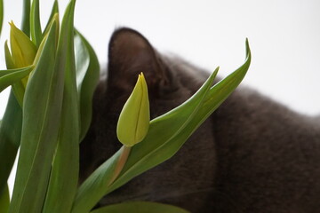 Cat / Katze © Xeniya