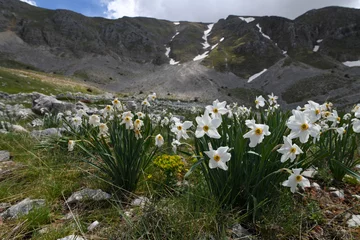 Foto op Aluminium Poet's daffodil, poet's narcissus // Weiße Narzisse (Narcissus poeticus) - Mt. Lakmos/Peristeri, Pindos, Greece © bennytrapp
