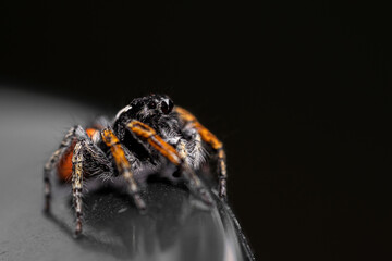 Jumping spider - Close up detail of household spider