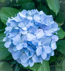 Schilderijen op glas blue hydrangea flower © Jun217