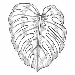 monstera tropical leaf plant isolated doodle hand drawn sketch with outline style © ribkhan