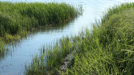 Tree and grass on the river bank in windy weather