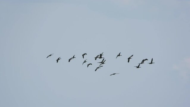 Flock of Canada Goose birds flying and circling in the sky. Togetherness concept