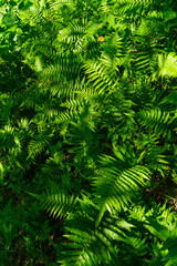 シダ植物の葉の背景素材