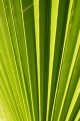 Obraz premium green palm leaf close up, macro surface, geometry in nature. Palm leaf texture background. Pattern