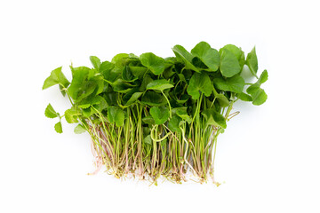 Gotu Kola leaves on white background.