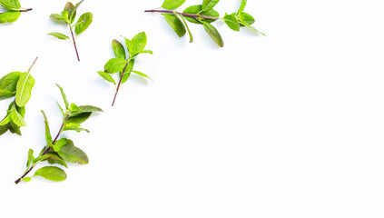 Holy basil leaves on white background. Top view
