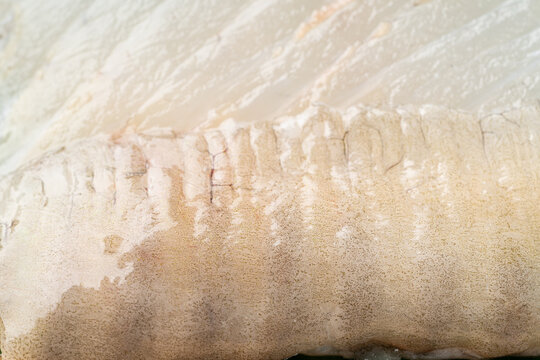 白身魚 Images Browse 2 649 Stock Photos Vectors And Video Adobe Stock