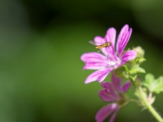 A hover fly (Syrphidae) landing on a purple flower