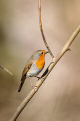 European robin (Erithacus rubecula) sitting in a bush in spring in the nature protection area Mönchbruch near Frankfurt, Germany.