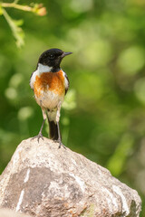 European stonechat (Saxicola rubicola) sitting on a stone in spring.