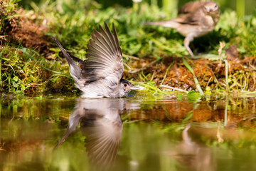 Eurasian blackcap (Sylvia atricapilla) sitting at a pond in spring.